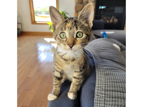 CLAWDIA, a cat for adoption from Fort Wayne Animal Care and Control