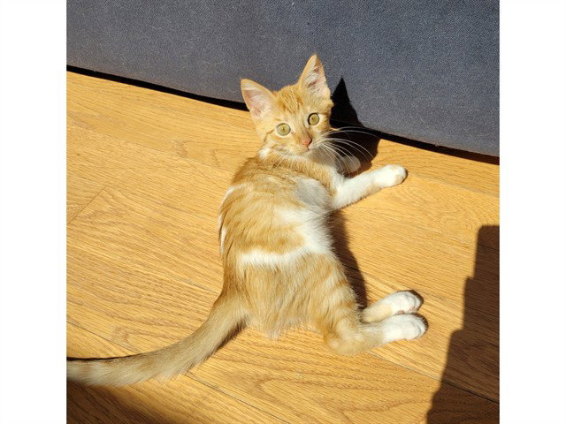 Elsie, Domestic Short Hair