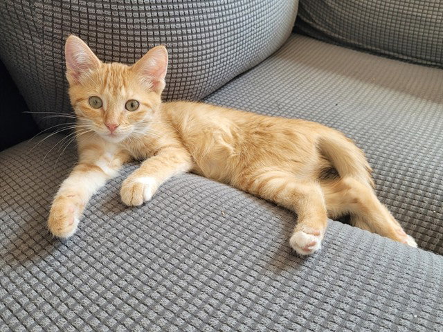 Fern, Domestic Short Hair