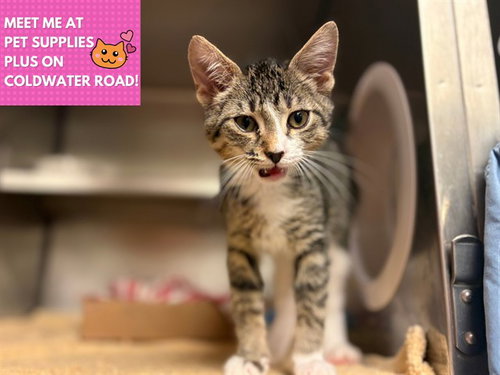 GILBERT, a cat for adoption from Fort Wayne Animal Care and Control