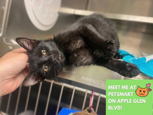 ADIDAS, a cat for adoption from Fort Wayne Animal Care and Control
