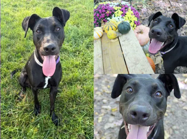 Akaya - Doberman Pinscher