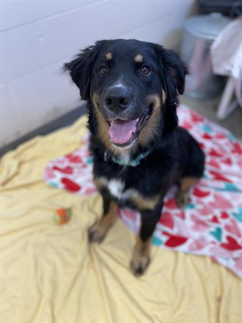 Dexter, Bernese Mountain Dog