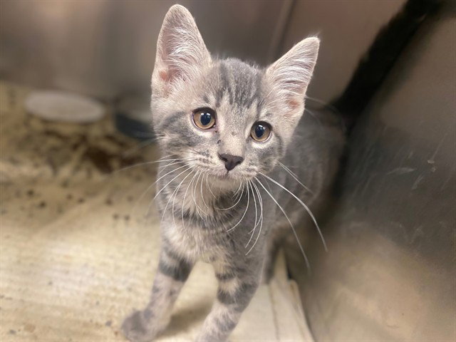 Hopper, Domestic Short Hair
