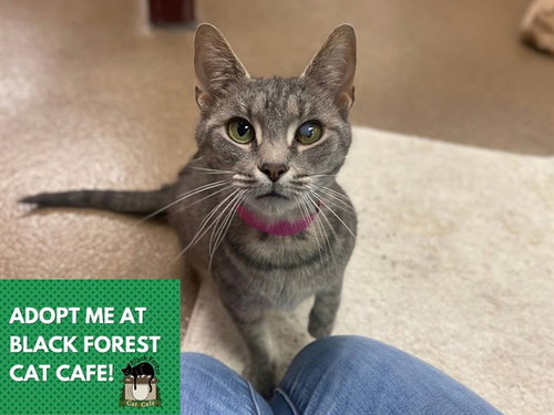 EVA, a cat for adoption from Fort Wayne Animal Care and Control