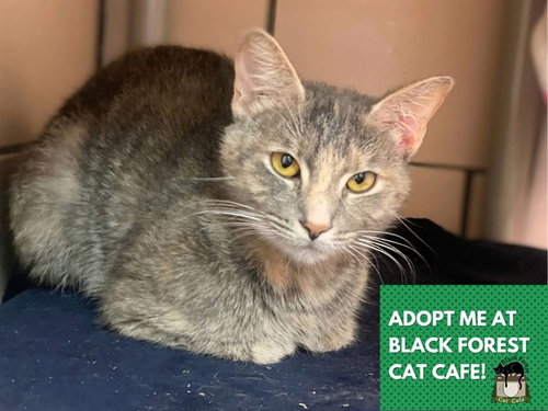 PEARL, a cat for adoption from Fort Wayne Animal Care and Control