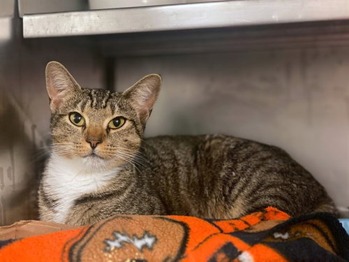 NELLIE, a cat for adoption from Fort Wayne Animal Care and Control