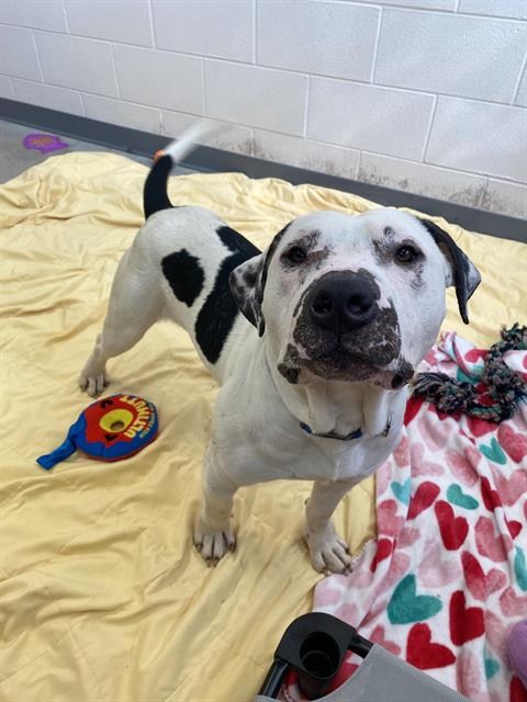 HUGO, a dog for adoption from Fort Wayne Animal Care and Control