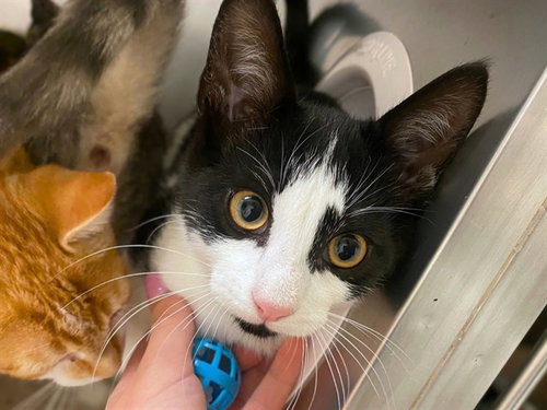 PEPPER, a cat for adoption from Fort Wayne Animal Care and Control