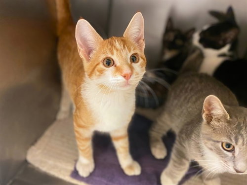 DUMPLING, a cat for adoption from Fort Wayne Animal Care and Control
