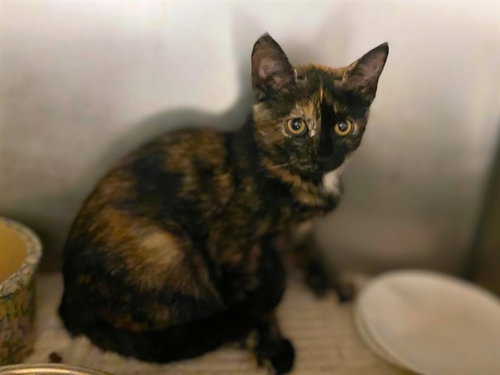 LOLLY, a cat for adoption from Fort Wayne Animal Care and Control
