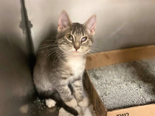 ARWEN, a cat for adoption from Fort Wayne Animal Care and Control