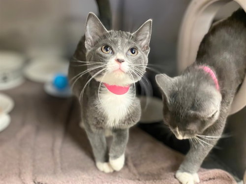 EOWYN, a cat for adoption from Fort Wayne Animal Care and Control