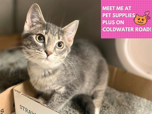 ARAGORN, a cat for adoption from Fort Wayne Animal Care and Control
