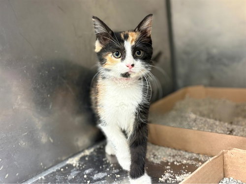 VIVIAN, a cat for adoption from Fort Wayne Animal Care and Control