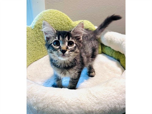 FREYA, a cat for adoption from Fort Wayne Animal Care and Control