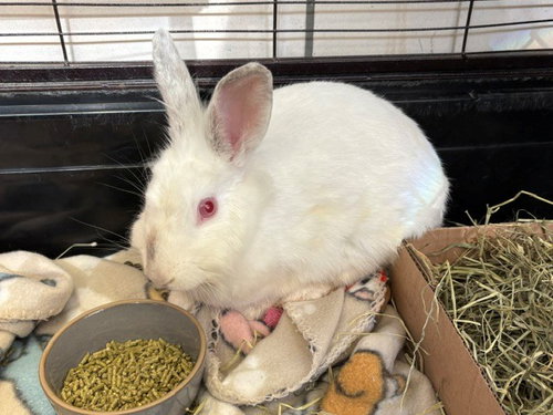 ROSEMARY PROUDFOOT, a rabbit for adoption from Fort Wayne Animal Care and Control
