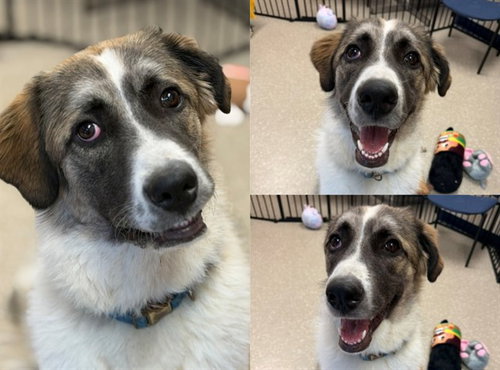LEIALA, a dog for adoption from Fort Wayne Animal Care and Control