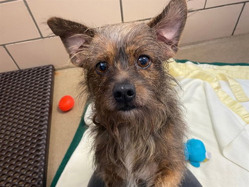 BIG DAWG, a dog for adoption from Fort Wayne Animal Care and Control