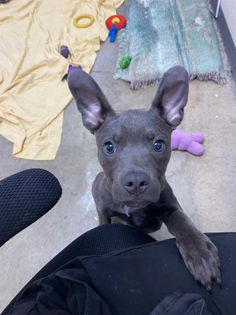 RADAR, a dog for adoption from Fort Wayne Animal Care and Control