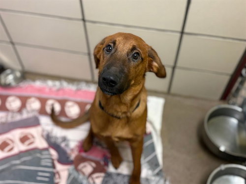 DIPPER, a dog for adoption from Fort Wayne Animal Care and Control