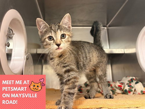 CARAMEL, a cat for adoption from Fort Wayne Animal Care and Control
