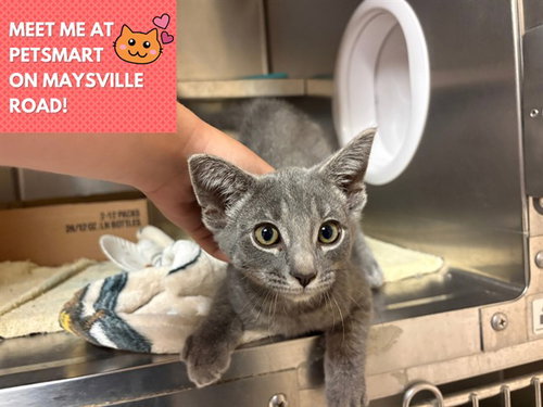 GARTH, a cat for adoption from Fort Wayne Animal Care and Control