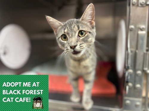 MOLLY, a cat for adoption from Fort Wayne Animal Care and Control
