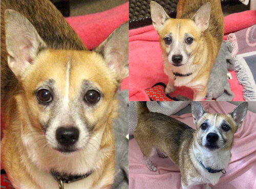 LIL BUB, a dog for adoption from Fort Wayne Animal Care and Control