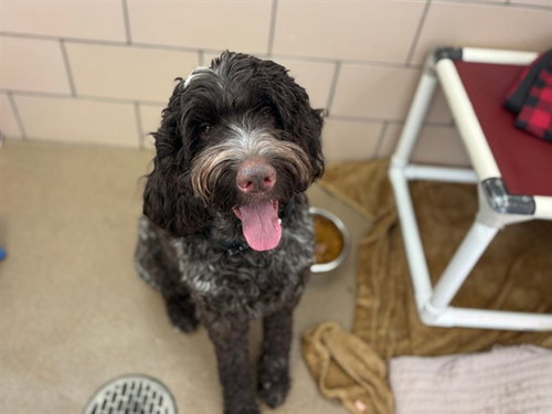 TEDDY, a dog for adoption from Fort Wayne Animal Care and Control