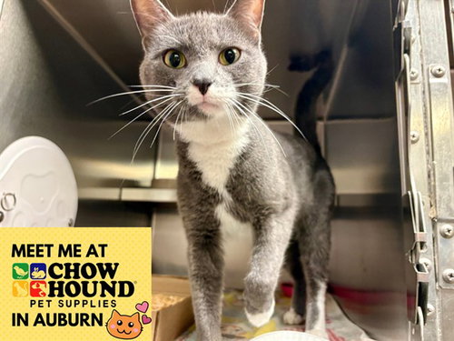 ZANE, a cat for adoption from Fort Wayne Animal Care and Control