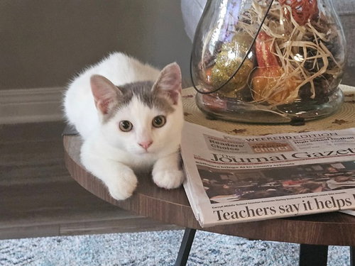 EDDIE, a cat for adoption from Fort Wayne Animal Care and Control