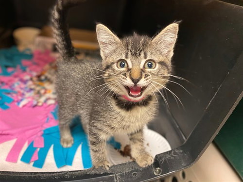 GEMMA, a cat for adoption from Fort Wayne Animal Care and Control