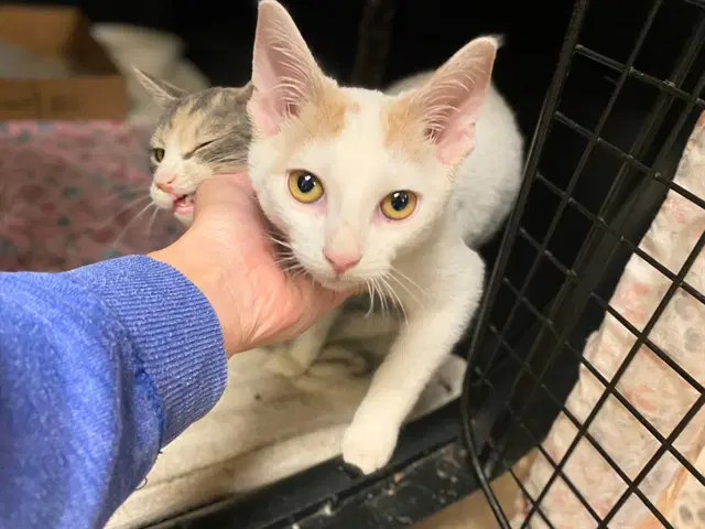 Superman - Domestic Short Hair