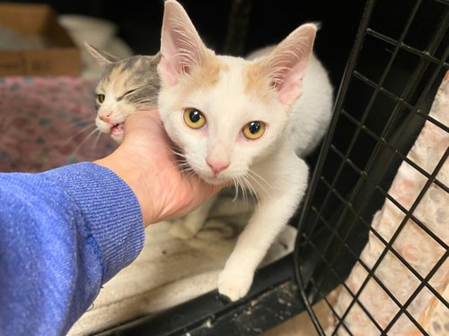SUPERMAN, a cat for adoption from Fort Wayne Animal Care and Control