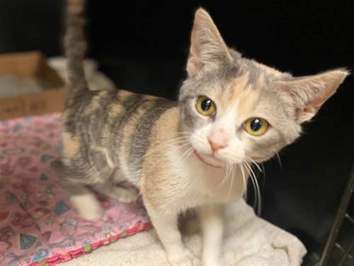 LOIS LANE, a cat for adoption from Fort Wayne Animal Care and Control