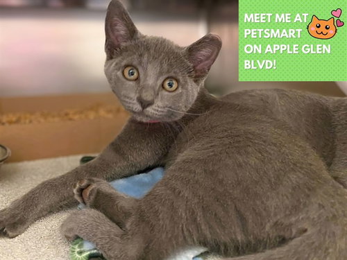 KAY, a cat for adoption from Fort Wayne Animal Care and Control