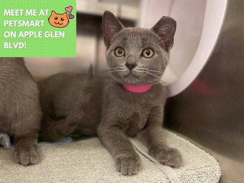 ABIGAIL, a cat for adoption from Fort Wayne Animal Care and Control