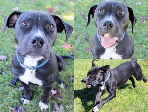 OZZY, a dog for adoption from Fort Wayne Animal Care and Control