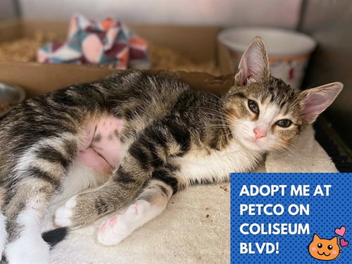 PAM BEESLY, a cat for adoption from Fort Wayne Animal Care and Control