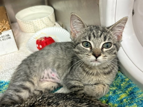 BLAIR, a cat for adoption from Fort Wayne Animal Care and Control