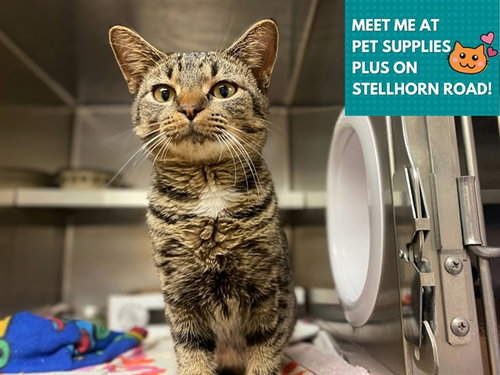 EDGAR ALLEN PURR, a cat for adoption from Fort Wayne Animal Care and Control