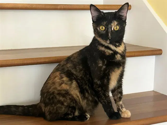 Ivy - Domestic Short Hair