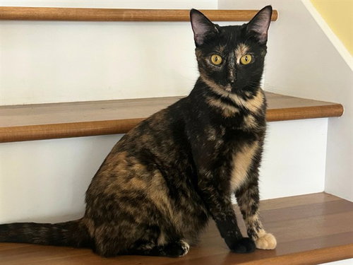 IVY, a cat for adoption from Fort Wayne Animal Care and Control