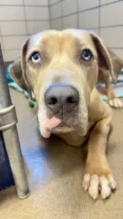 Bronco - Great Dane