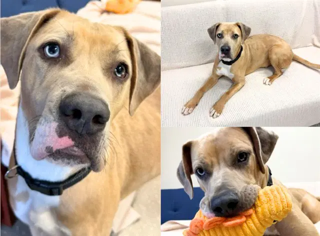 Bronco - Great Dane