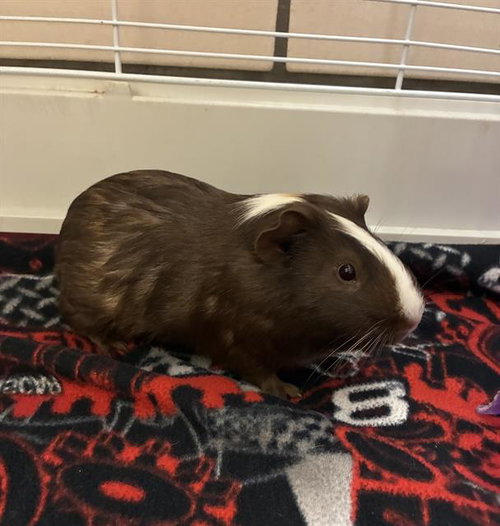 COOKIE CRUMBLES, a guinea pig for adoption from Fort Wayne Animal Care and Control