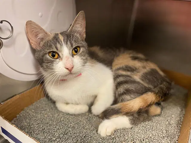 Clementine - Domestic Short Hair