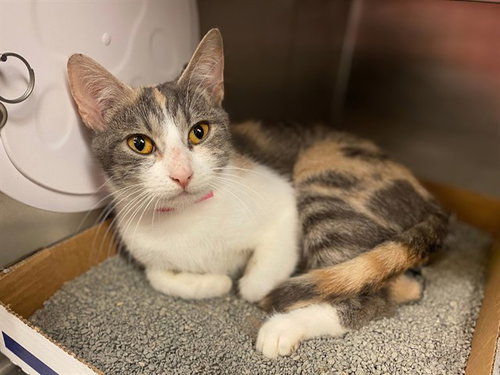 CLEMENTINE, a cat for adoption from Fort Wayne Animal Care and Control