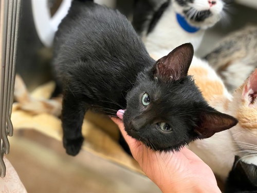 BISCUIT, a cat for adoption from Fort Wayne Animal Care and Control